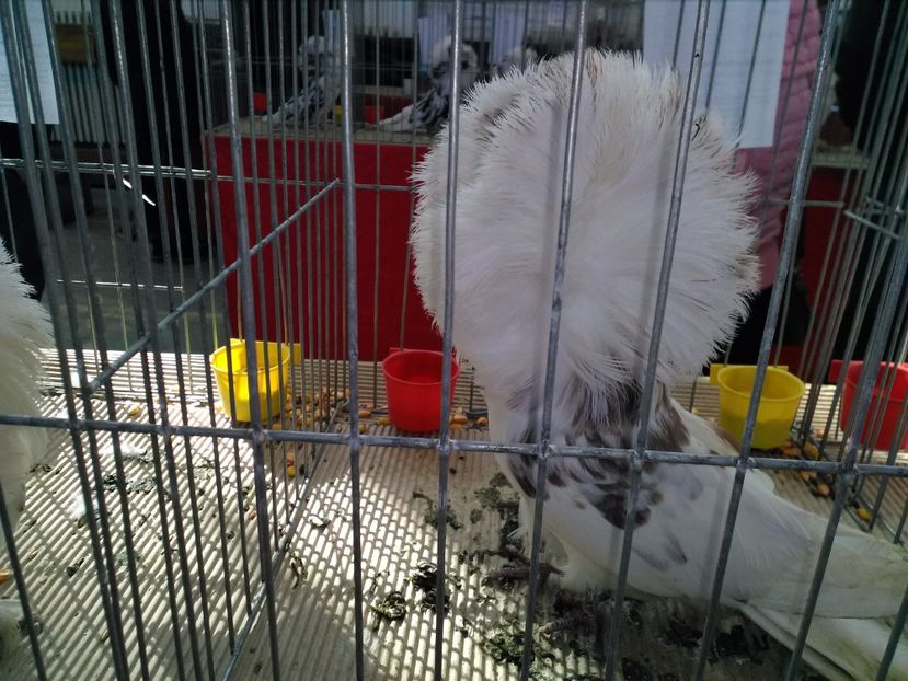  - 1b expozitia medias 2017