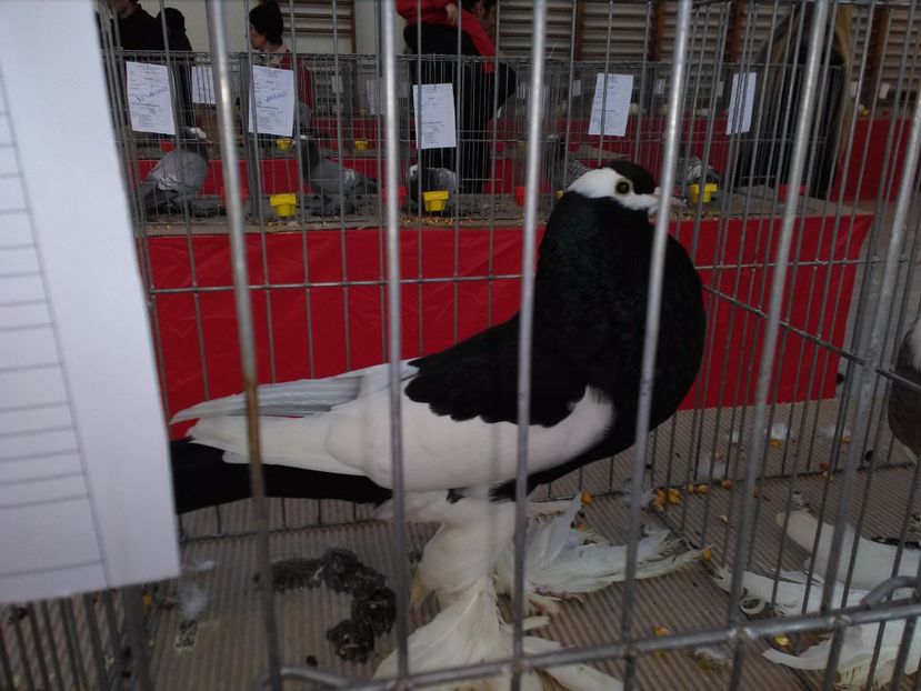  - 1b expozitia medias 2017