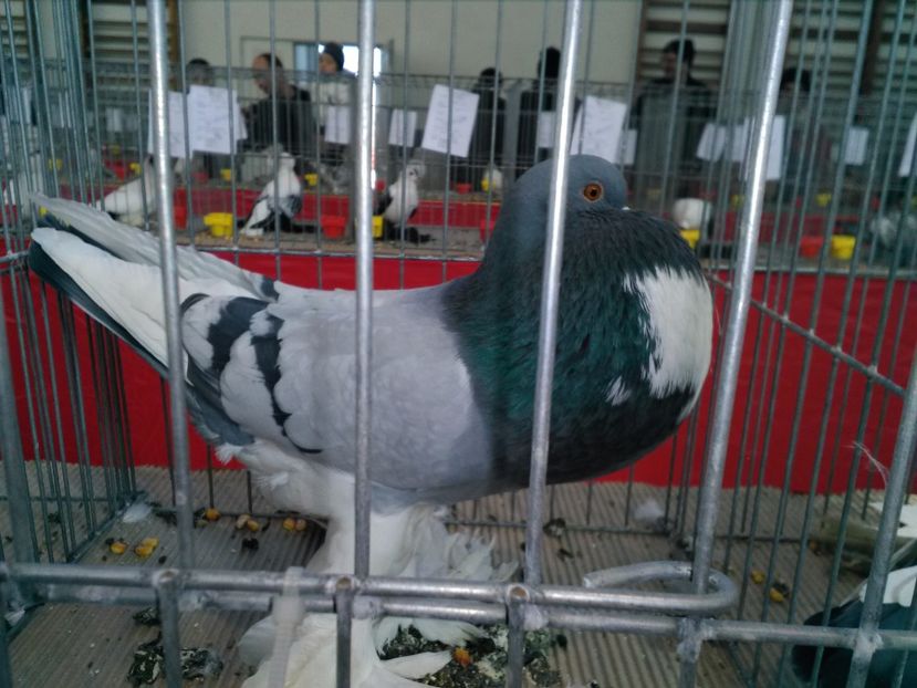  - 1b expozitia medias 2017