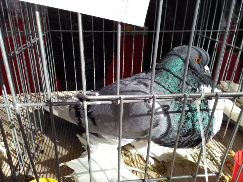  - 1b expozitia medias 2017