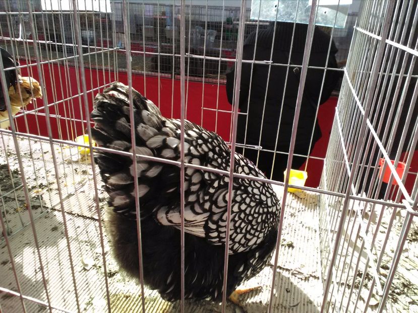  - 1b expozitia medias 2017