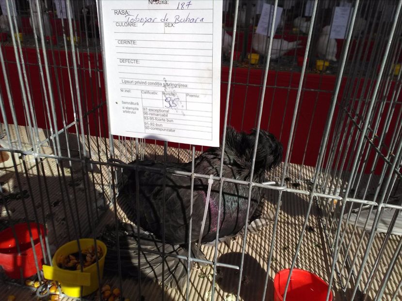  - 1b expozitia medias 2017