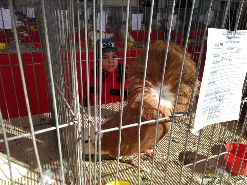  - 1b expozitia medias 2017