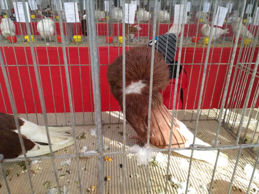  - 1b expozitia medias 2017