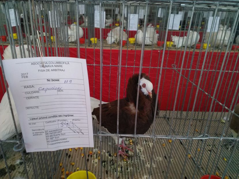  - 1b expozitia medias 2017