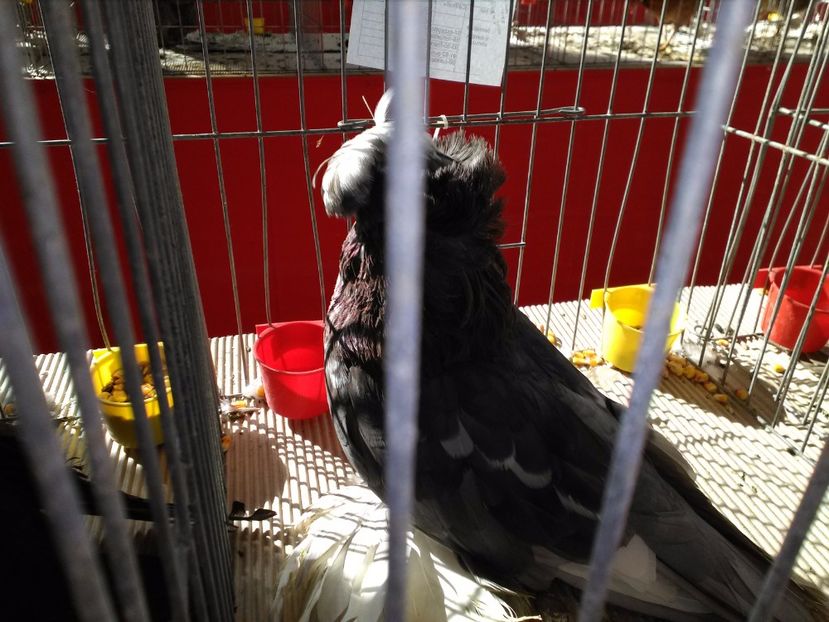  - 1b expozitia medias 2017