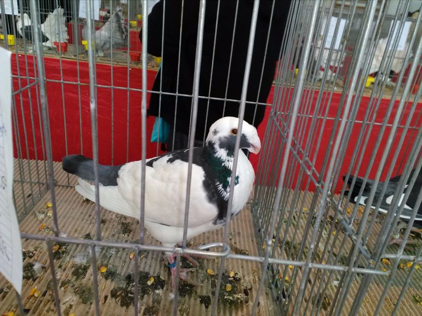  - 1b expozitia medias 2017