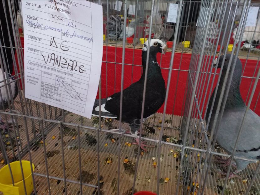  - 1b expozitia medias 2017