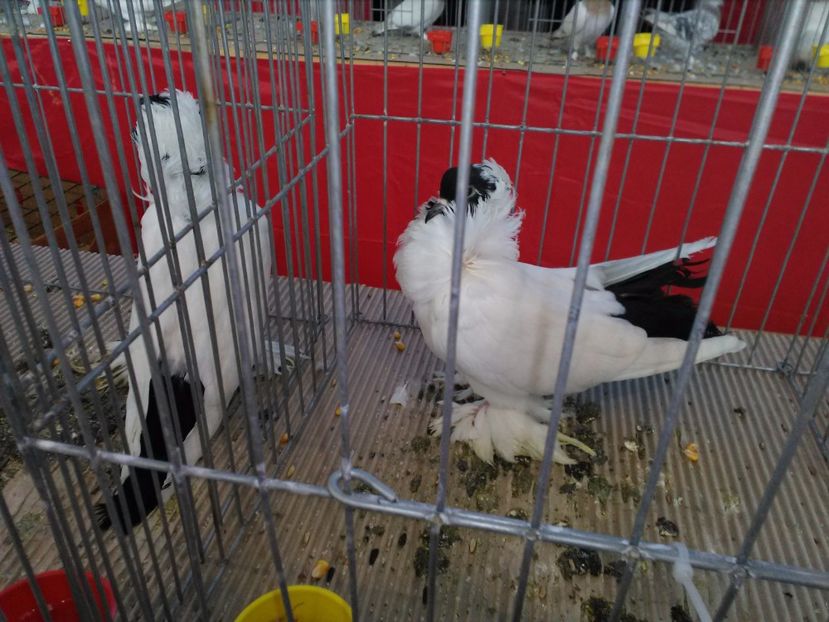  - 1b expozitia medias 2017