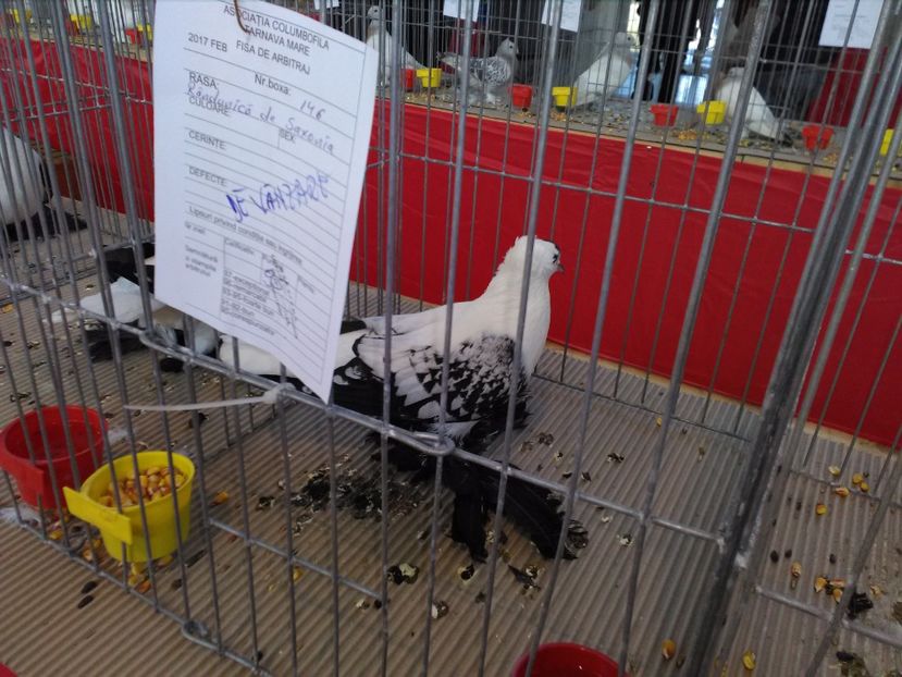  - 1b expozitia medias 2017