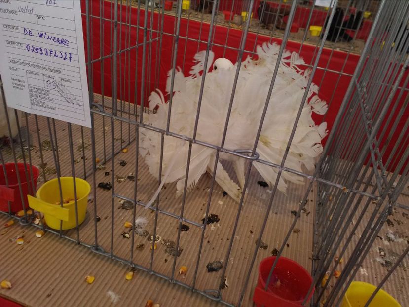  - 1b expozitia medias 2017