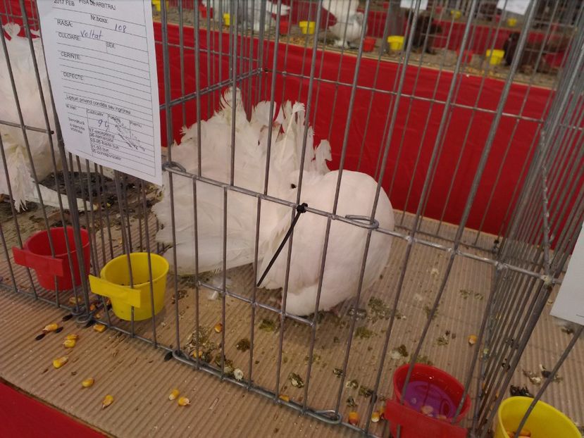  - 1b expozitia medias 2017