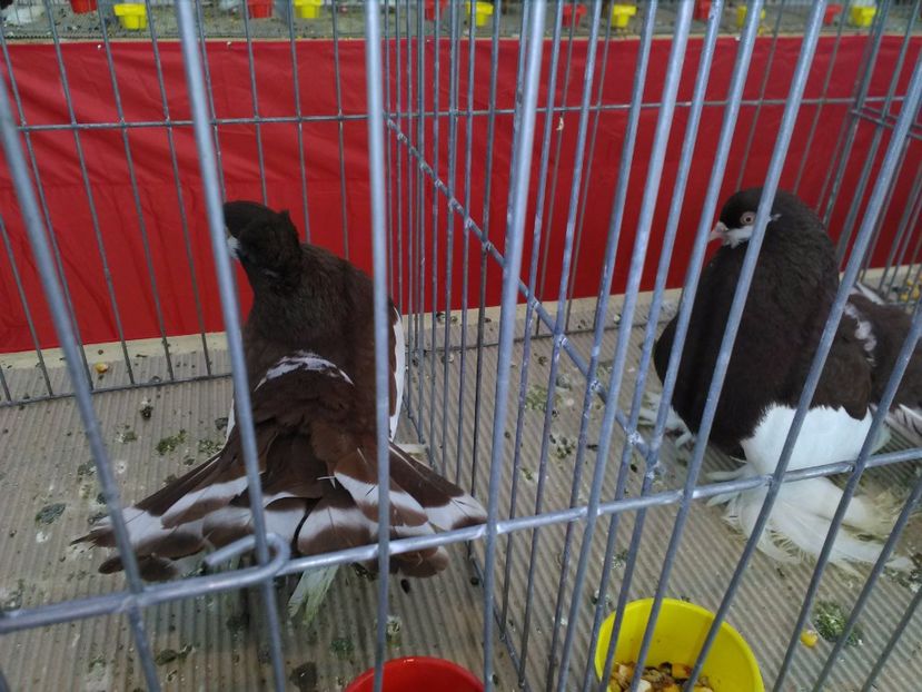  - 1b expozitia medias 2017