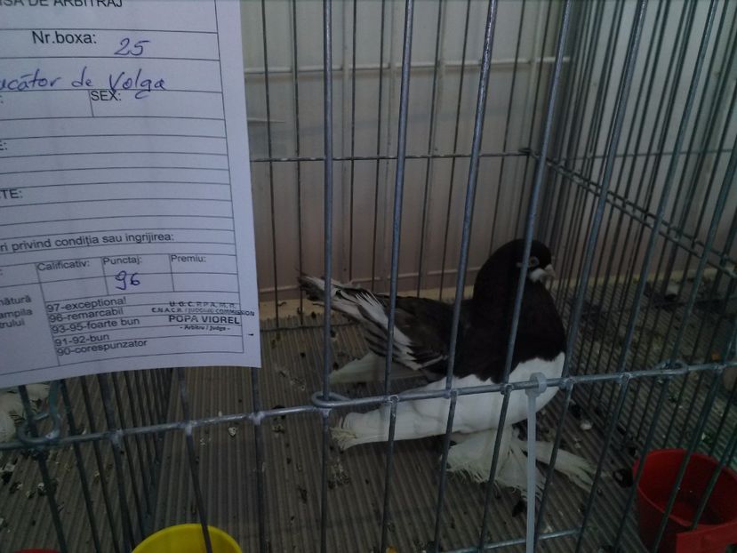  - 1b expozitia medias 2017