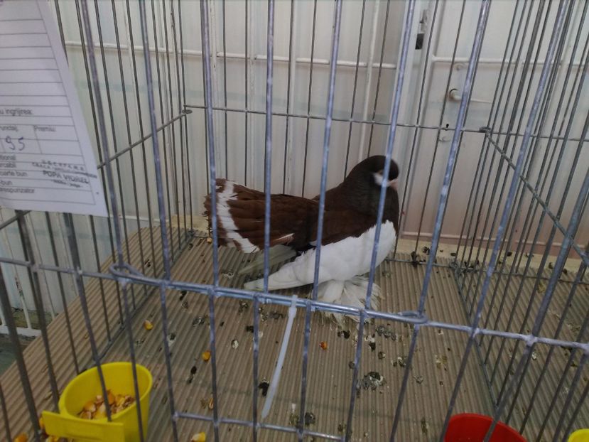  - 1b expozitia medias 2017