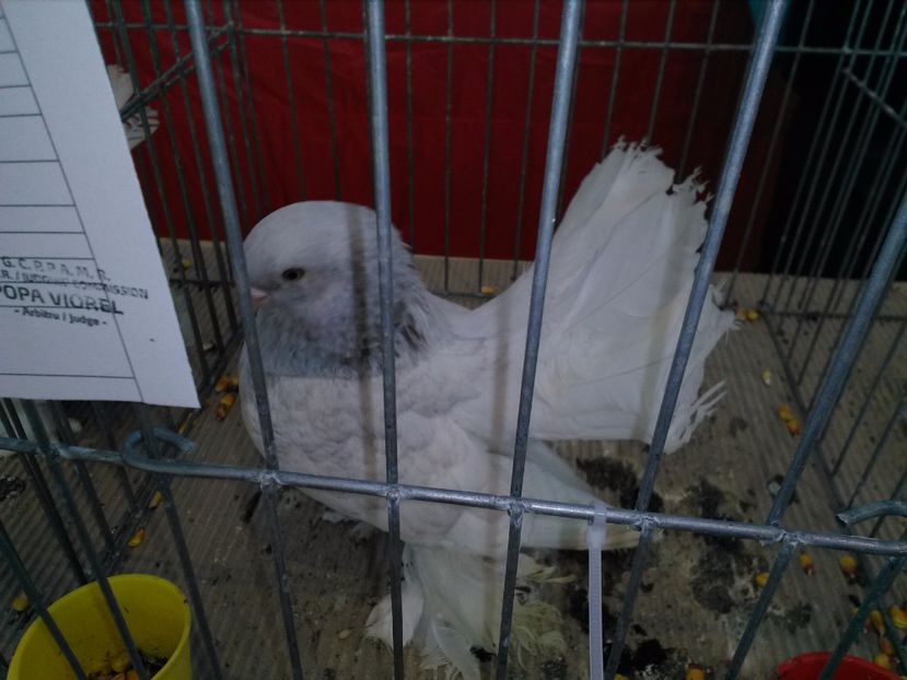  - 1b expozitia medias 2017