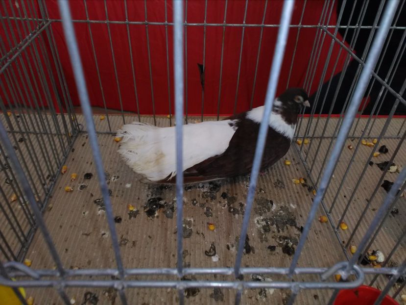  - 1b expozitia medias 2017