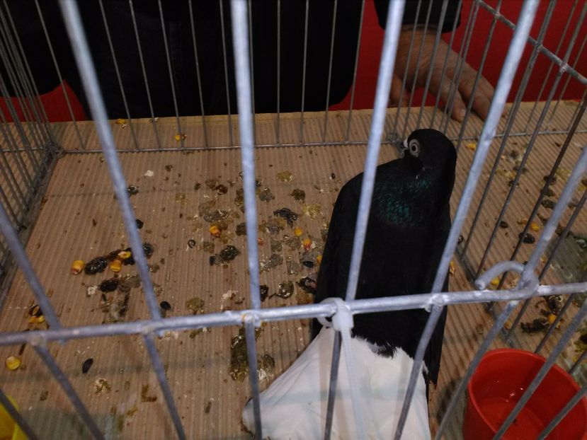  - 1b expozitia medias 2017