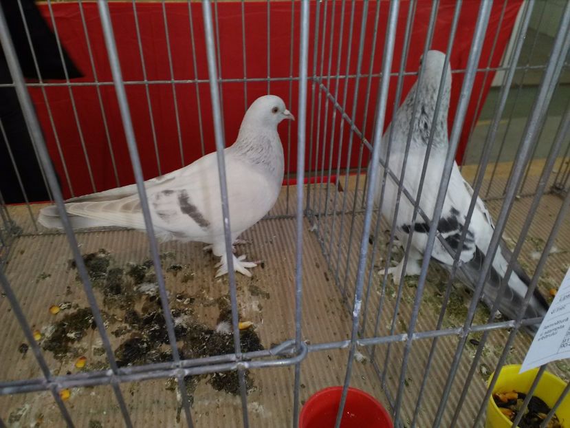  - 1b expozitia medias 2017