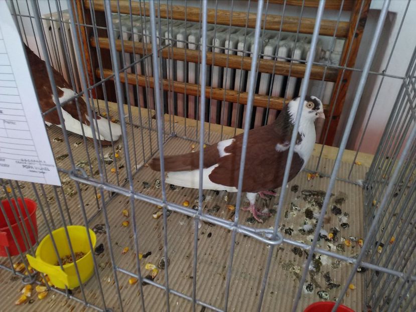  - 1b expozitia medias 2017