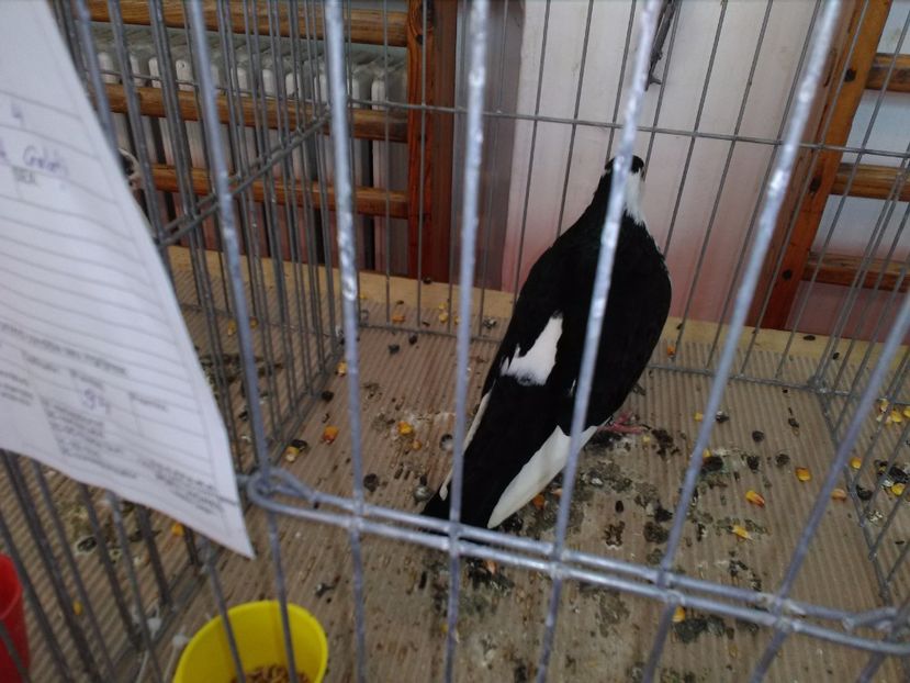  - 1b expozitia medias 2017