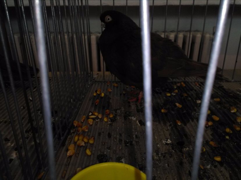  - 1b expozitia medias 2017