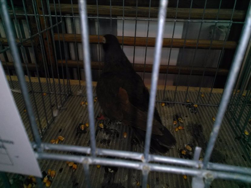  - 1b expozitia medias 2017