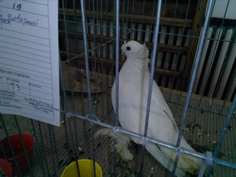  - 1b expozitia medias 2017