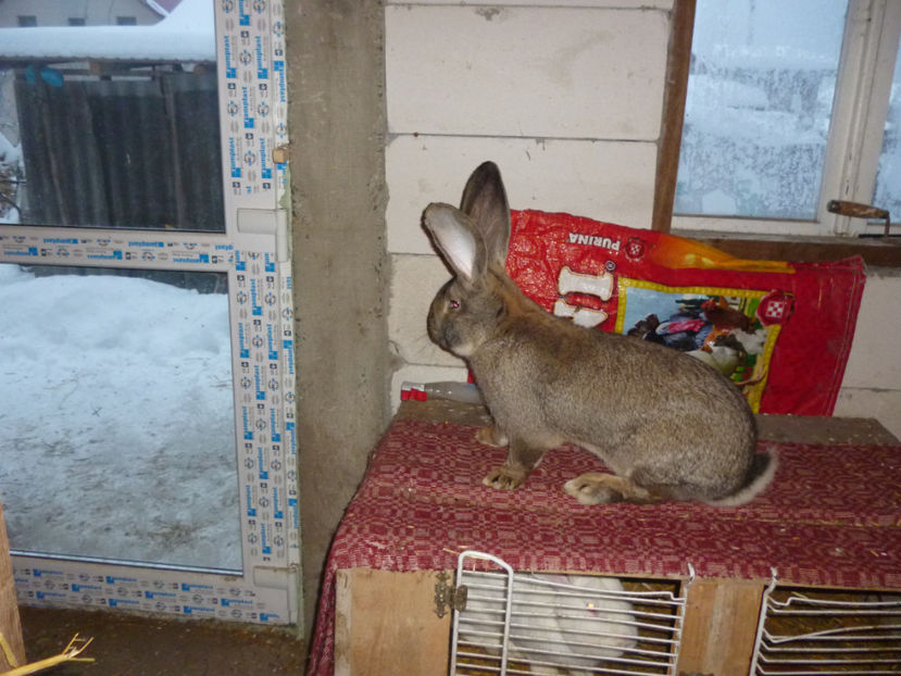 P1020188 - mascul UG 3