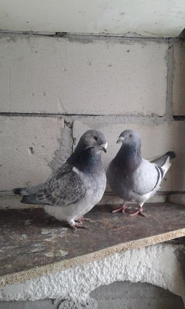  - Cuci -Albastri- Matca 2018