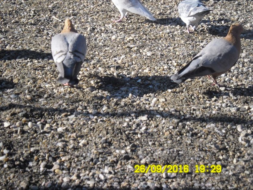  - 2016 Start