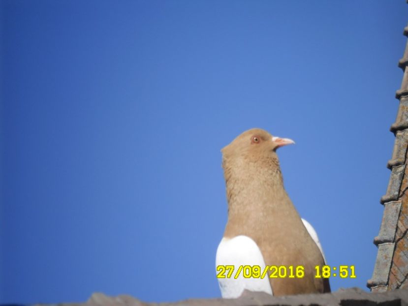  - 2016 Start