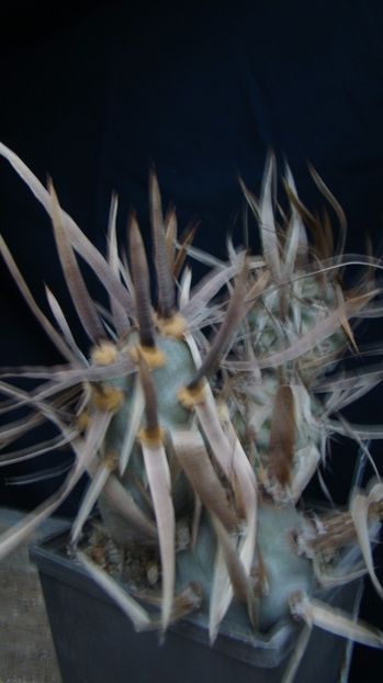 Tephrocactus articulatus v. papyracanthus - Tephrocactus