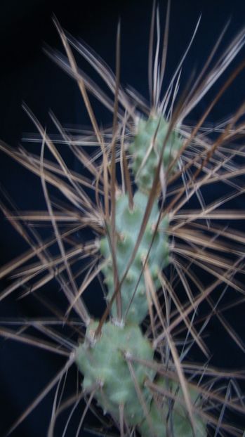  - Tephrocactus