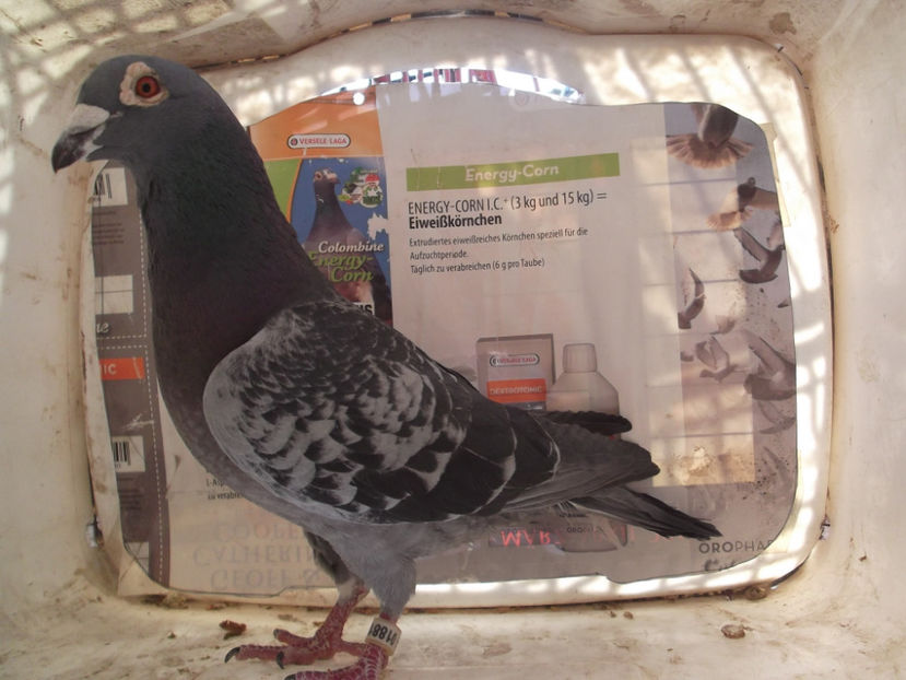 R0-12-1881 - PENTRU 2017