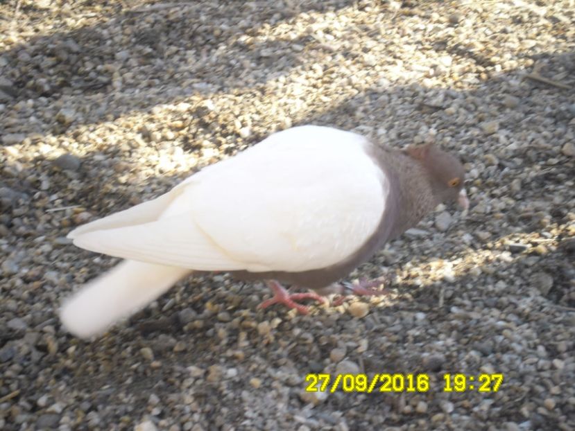  - 2016 Start