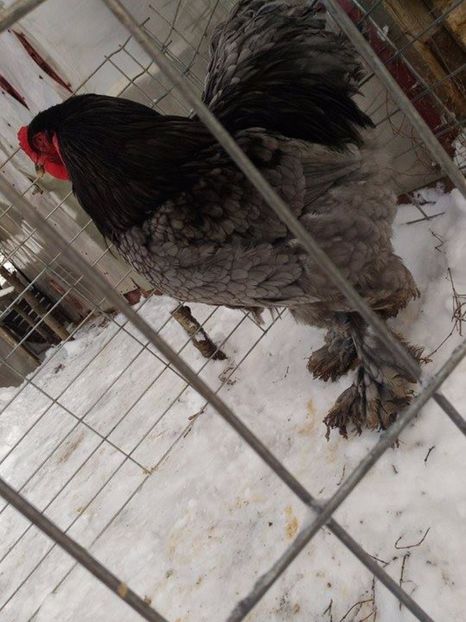 albastru2 - Brahma Albastru