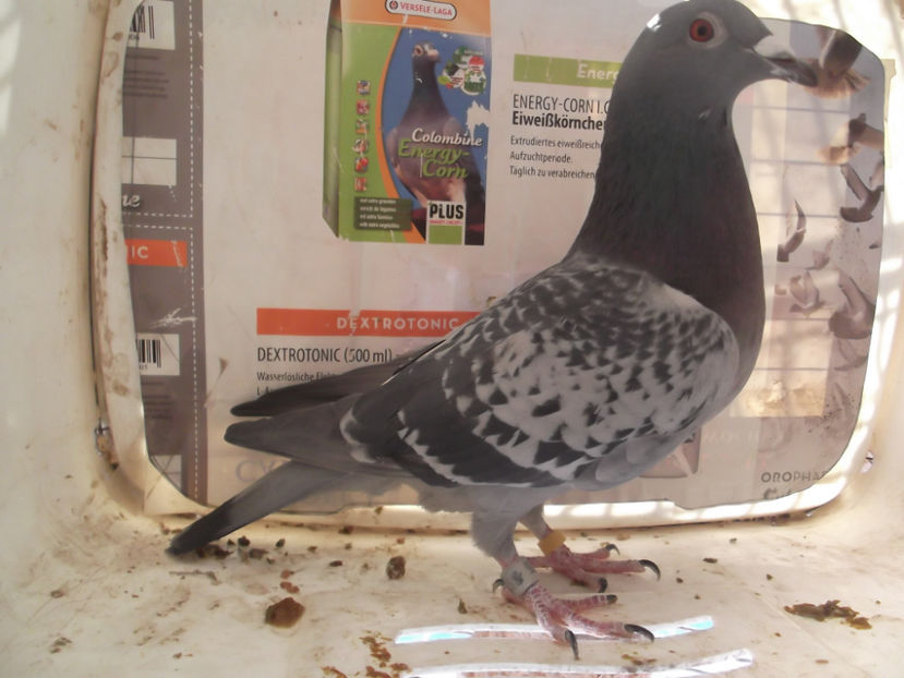 DV-15-555 - PENTRU 2017