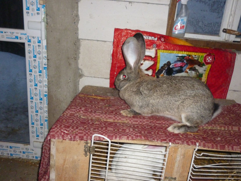 P1020241 - femela UG 3