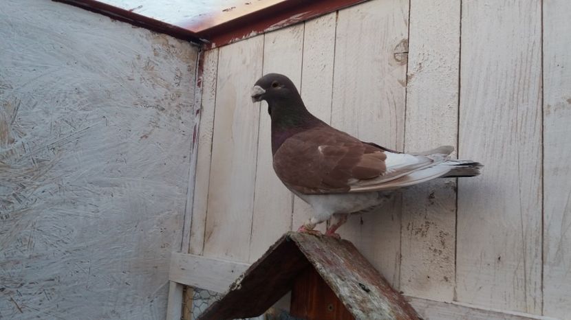 Mascul 2016 - Germani de Frumusete 2016