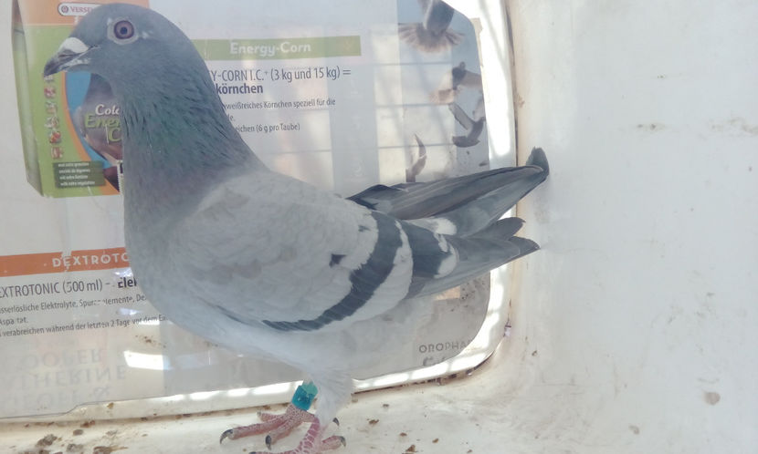 DV-16-156 - CUPLUL 5