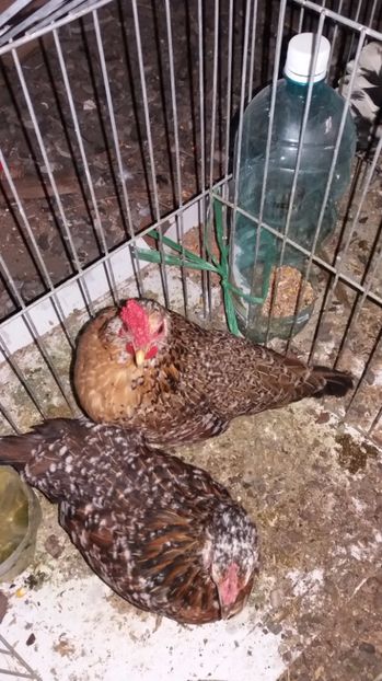 vindute - De vanzare gainuse mi de flori