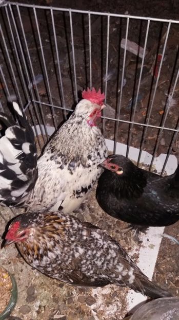 vindute - De vanzare gainuse mi de flori