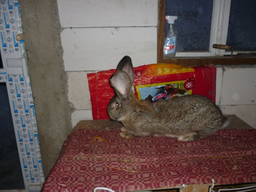 P1020255 - femela UG 2