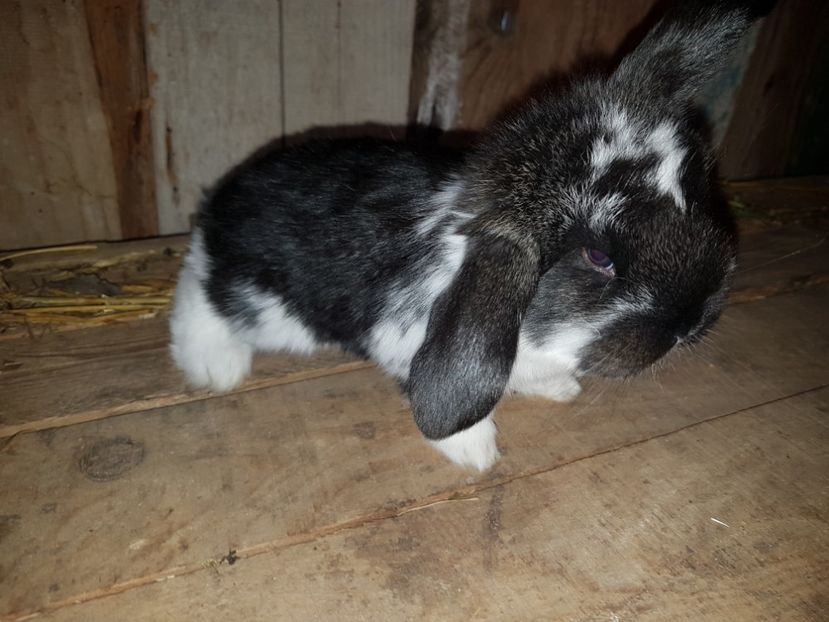 20 zile - Mascul RO58 11650