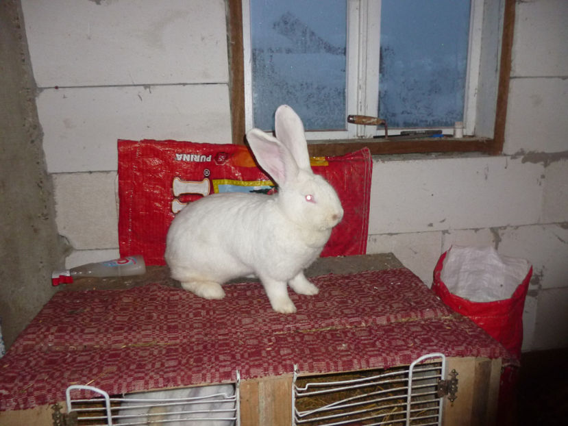 P1020224 - femera Uga 2