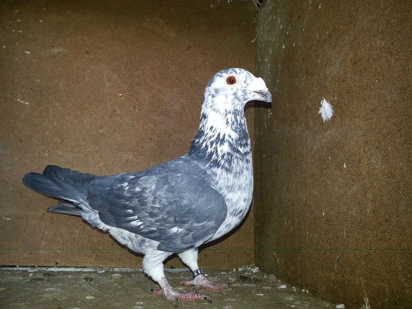 rezervat - Italieni Vanduti