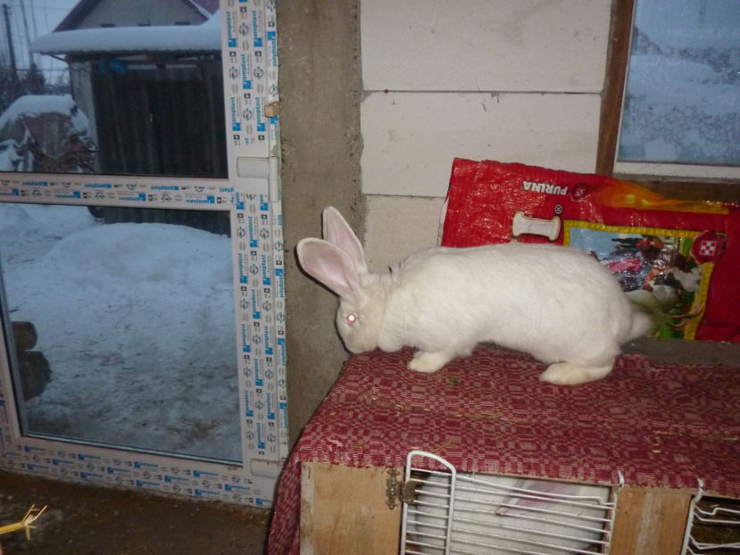 P1020221 - femera Uga 2