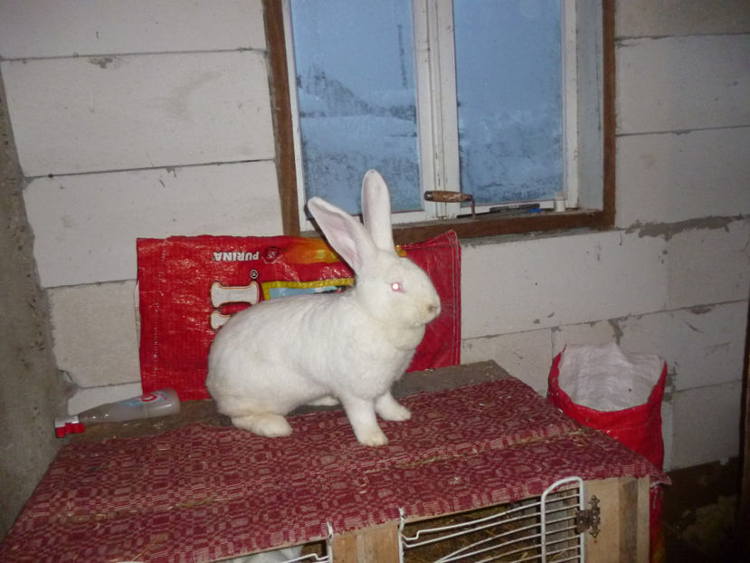 P1020223 - femera Uga 2