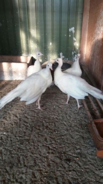 temp4 - Pauni albi de vanzare